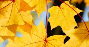 Preserving the beauty of fall leaves is easy with materials you likely have around home.