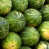 how to pick the perfect watermelon cover