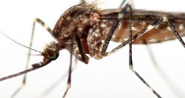 mosquitos vs ticks
