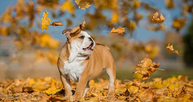 8 Tips for Managing Fall Dog Allergies