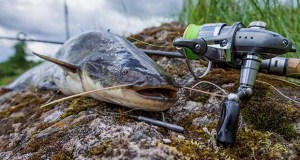 catfish just caught lying on the rocks next to a spinning reel and rod