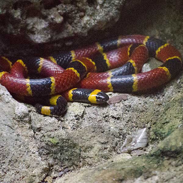 Close up of a coral snake hiding in cave.