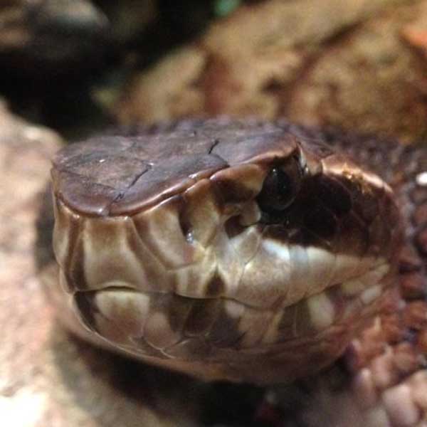 Close up of the head of a cottonmouth snake.