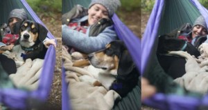 Three shots together of dog and owner snuggled in a hammock on a camping trip.