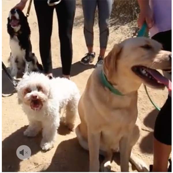 airbnb experiences of hiking Runyon Canyon with rescue dogs