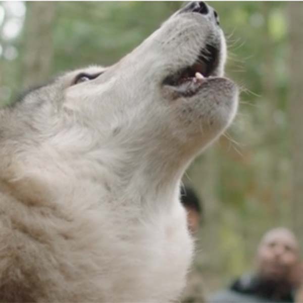 airbnb experiences howl with the wolves