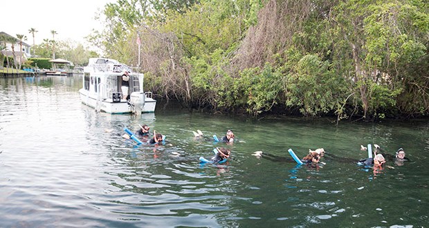 you too can swim with the manatees courtesy of River Ventures.