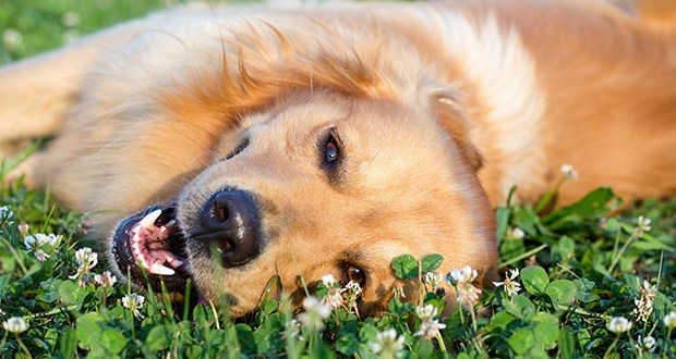 an outdoors golden retriever in the sunshine rolling in the clover
