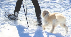snowshoeing with a dog