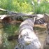 log bridge trail cam
